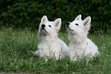 BERGER BLANC - PUPPIES 458